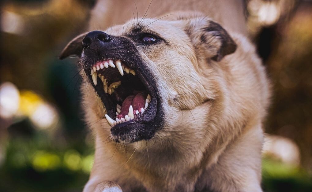 Mascotas sueltas en Funes: atraparon a dos perros agresivos y se reavivó la polémica por multas a los dueños